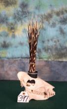 Javelina Skull with built in Quill or Pencil Holder