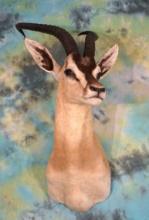 Record Book Rare African Somali Soemmerring's Gazelle Taxidermy Mount