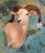 Texas Dall Sheep Offset Shoulder Taxidermy Mount