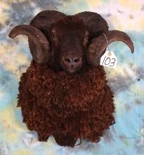 New Zealand Arapahoe Sheep Shoulder Taxidermy Ram Mount