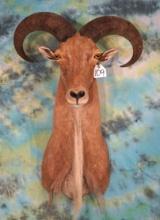 Aoudad Sheep Shoulder Taxidermy Ram Mount