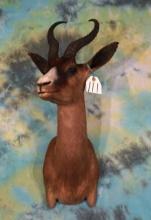 African Black Springbuck Gazelle Shoulder Taxidermy Mount