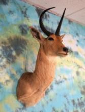 African Common Reedbuck Shoulder Taxidermy Mount