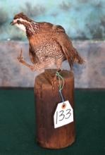 Bobwhite Quail Taxidermy Bird Mount