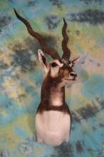 Gorgeous Blackbuck Antelope Shoulder Taxidermy Mount