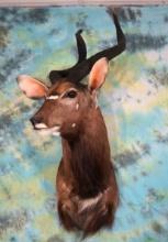 African Southern Nyala Antelope Shoulder Taxidermy Mount