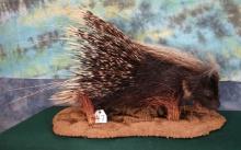 African Porcupine Full Body Taxidermy Mount