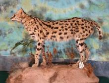 African Serval Cat Full Body Taxidermy Mount