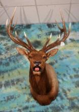 Nice 6 x 6 Bugling Elk Shoulder Taxidermy Mount