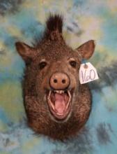 Javelina Shoulder Taxidermy Mount