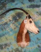 Scimitar Horned Oryx Shoulder Taxidermy Mount