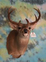 Coues Deer Shoulder Taxidermy Mount