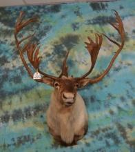 Quebec Labrador Caribou Shoulder Mount Taxidermy