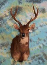 Moluccan Rusa Deer Shoulder Taxidermy Mount