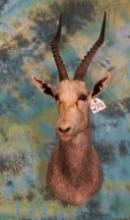 African White Blesbuck Shoulder Taxidermy Mount