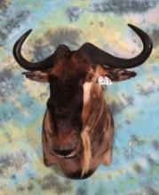 African White Bearded Wildebeest Shoulder Taxidermy Mount