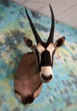 African Gemsbuck Antelope Shoulder Taxidermy Mount