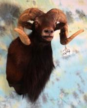 Black Hawaiian Ram Shoulder Sheep Mount Taxidermy