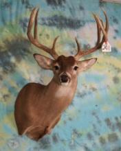 10pt. Whitetail Deer Shoulder Taxidermy Mount