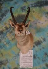 B & C Awards Book net 80 Pronghorn Antelope Shoulder Taxidermy Mount