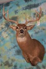 Wide 10pt. Whitetail Deer Shoulder Taxidermy Mount