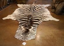 11Ft. 2" African Zebra Rug Taxidermy Mount