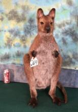 Full Body Wallaby Taxidermy Mount