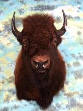 American Bison Shoulder Taxidermy Mount