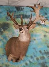 Super Freak 230 gross Whitetail Deer Shoulder Taxidermy Mount