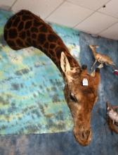 Cool Giraffe Neck Taxidermy Mount