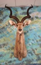 African Greater Kudu Shoulder Taxidermy Mount