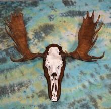 Canadian Moose Skull on Plaque Taxidermy Mount