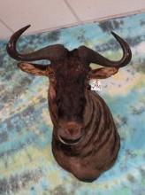 African Blue Wildebeest Shoulder Taxidermy Mount