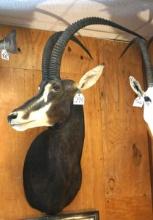 African Sable Antelope Shoulder Taxidermy Mount