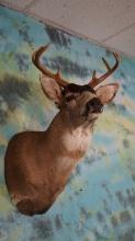 Alaskan Sitka Blacktail Deer Shoulder Taxidermy Mount