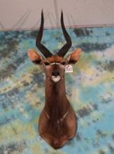 African Southern Nyala Shoulder Taxidermy Mount