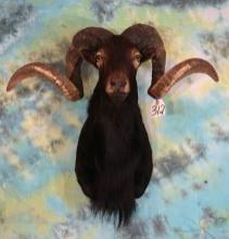 Black Hawaiian Sheep Shoulder Taxidermy Ram Mount