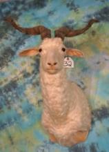 Pretty Catalina Goat Shoulder Mount Taxidermy