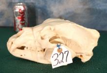 American Black Bear Complete Skull Taxidermy