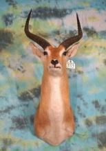 African Kafue Lechwe Antelope Shoulder Taxidermy Mount