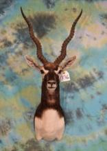 Beautiful Blackbuck Antelope Shoulder Taxidermy Mount