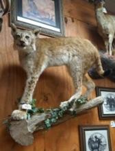 Full Body Siberian Lynx Taxidermy Mount