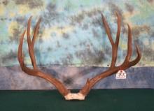 Big Mule Deer Antlers Taxidermy