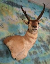 Pronghorn Antelope Shoulder Taxidermy Mount