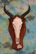 African Tsessebee Skull on Panel Taxidermy