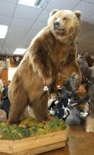 Alaskan Brown Bear Full Body Taxidermy Mount