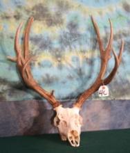 Good Wyoming Mule Deer Skull Taxidermy