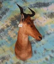 East African Coke's Hartebeest Shoulder Taxidermy Mount