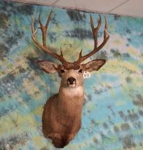 Mule Deer Shoulder Taxidermy Mount