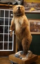 Mountain Grizzly Bear Full Body Taxidermy Mount